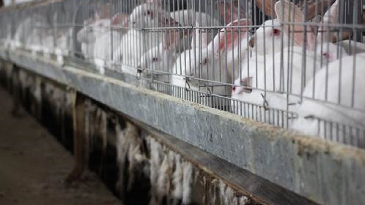Europese voedselautoriteit: kooikonijnen vleesindustrie welzijnsproblemen
