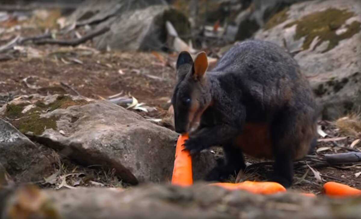 Hongerige kangoeroes krijgen wortels en zoete aardappels