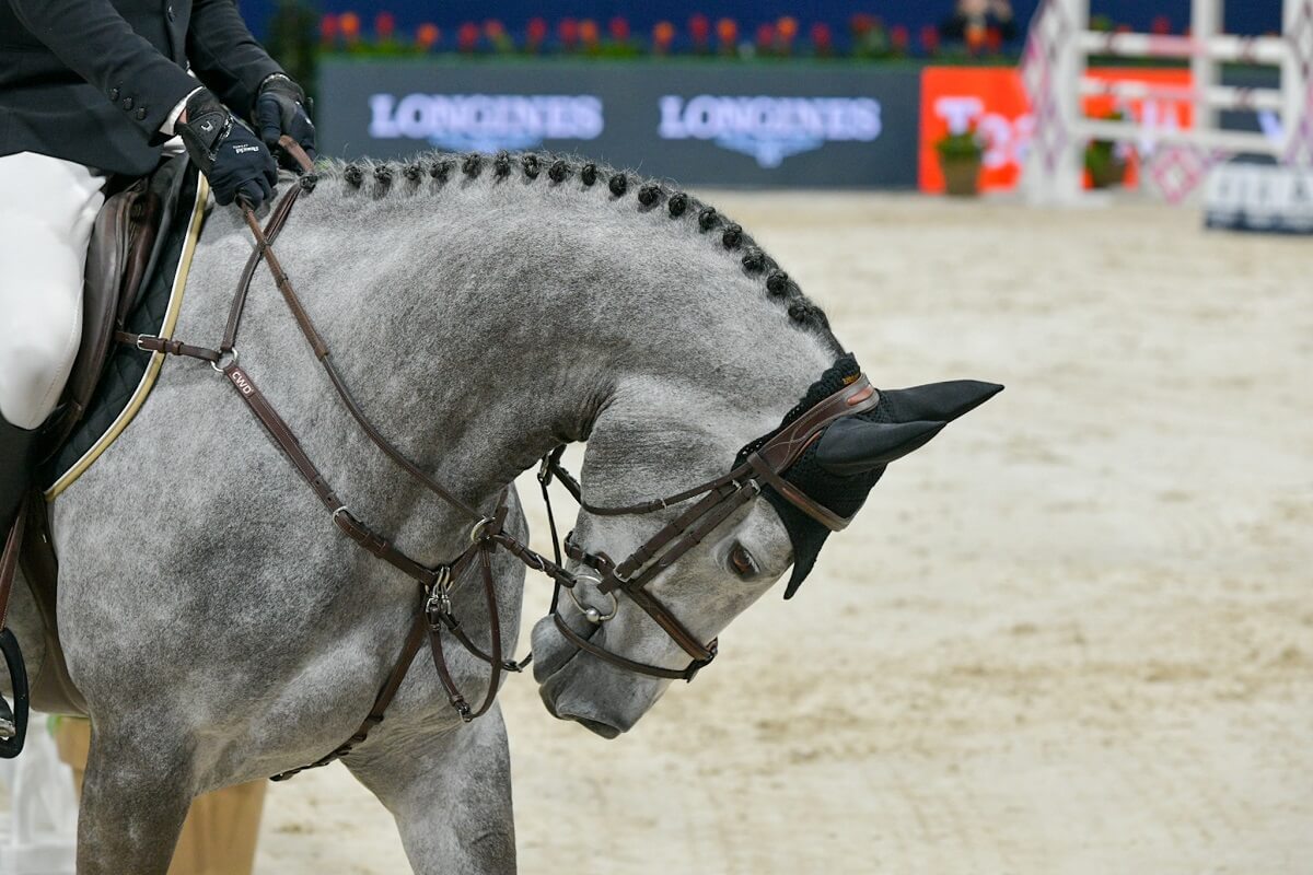 pijnlijke bitten paardensport