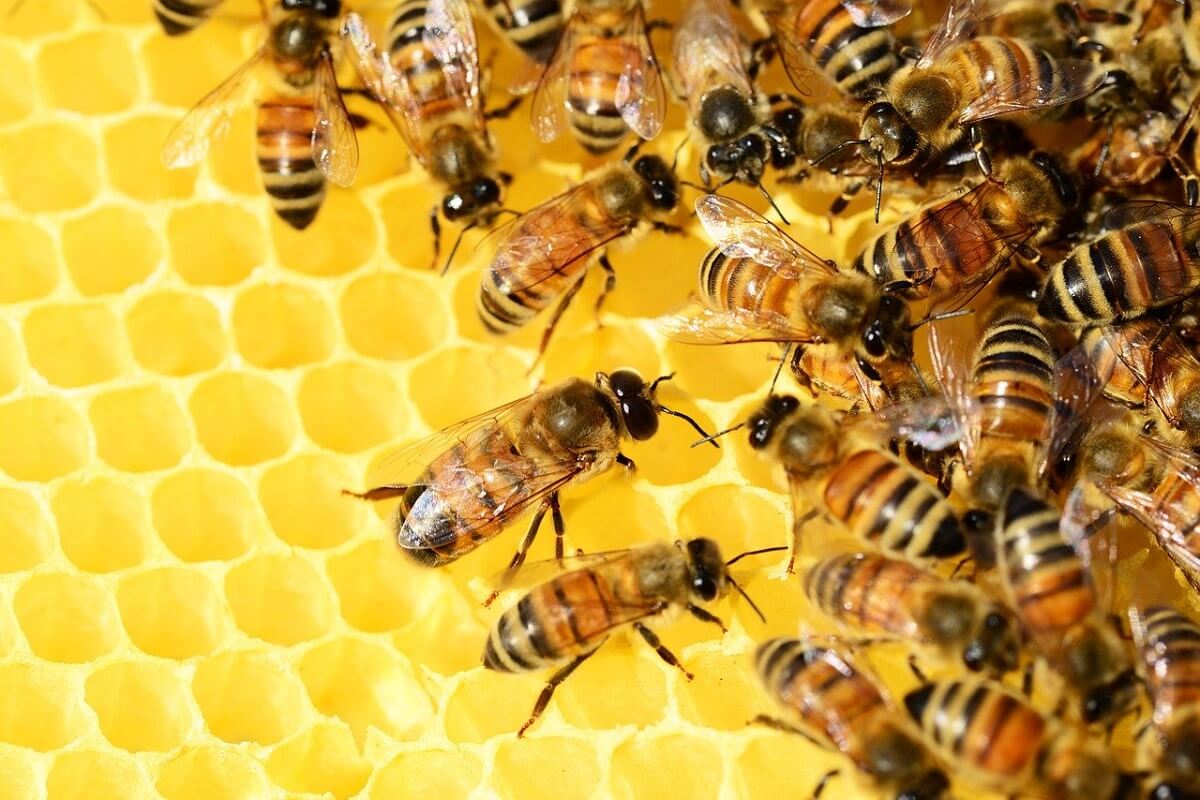 half miljoen bijen gered