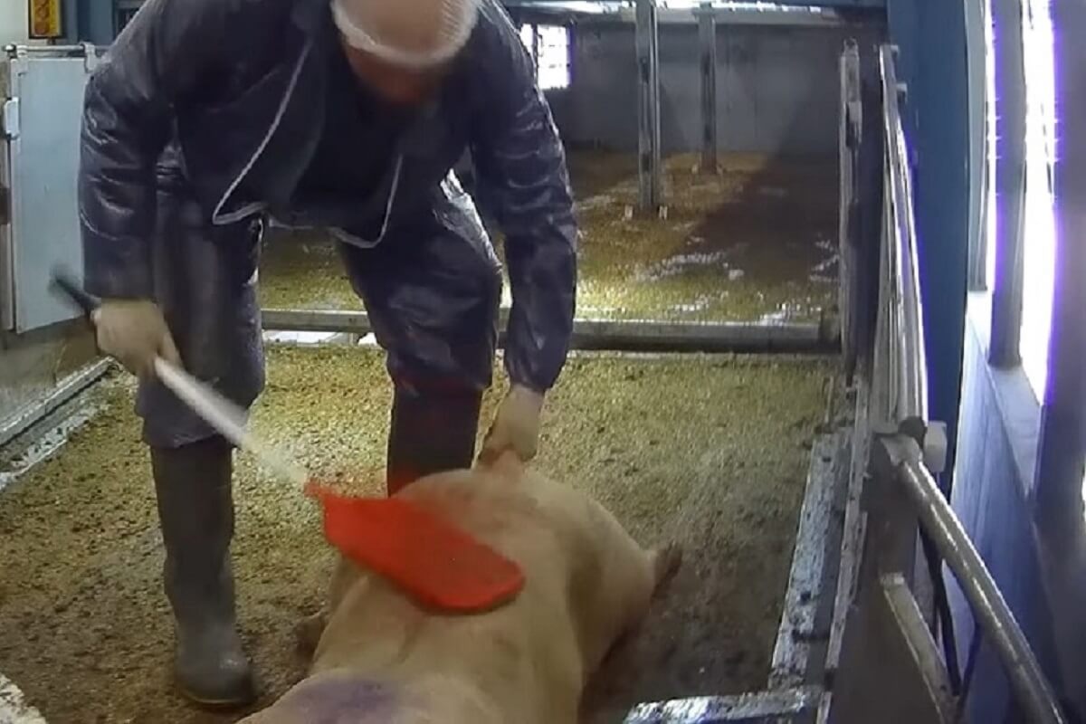 Stelselmatige mishandeling van varkens in slachthuis Westfort