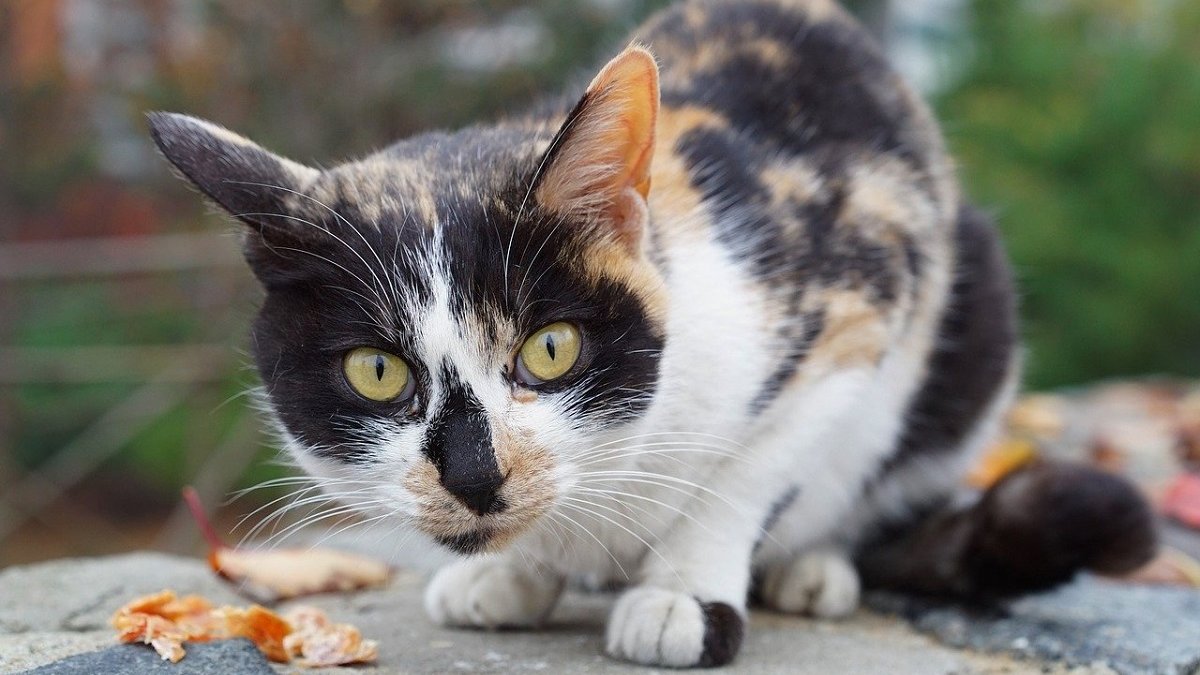 Ernesto’s Cat Sanctuary Aleppo