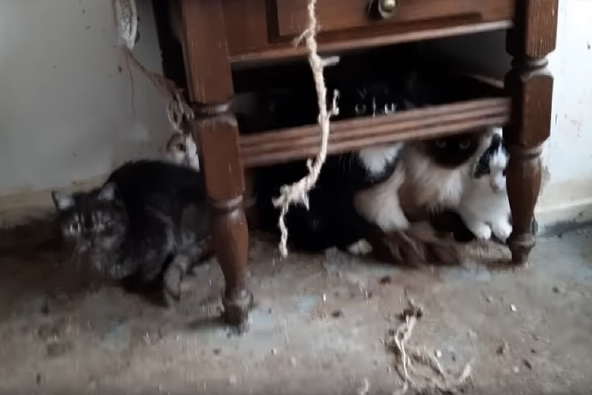 49 zwaar verwaarloosde katten en 5 stinkdieren in beslag genomen