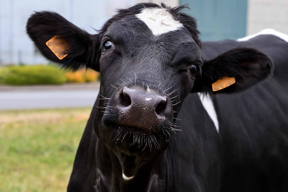 Gedwongen lockdown koeien vermindert emotioneel welzijn