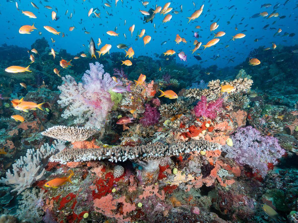 koraaltuintjes