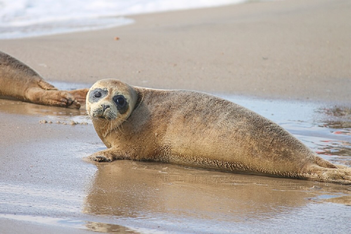 laat zeehonden op het strand met rust
