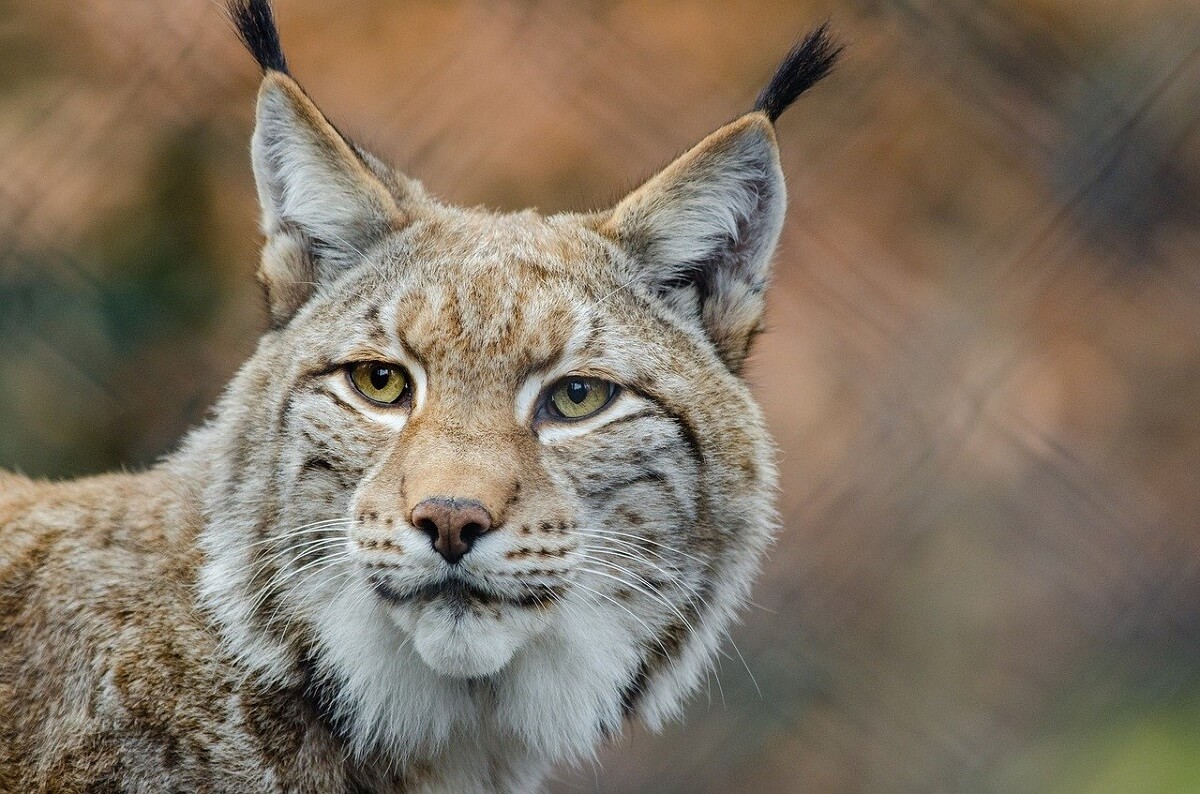 Euraziatische Lynx