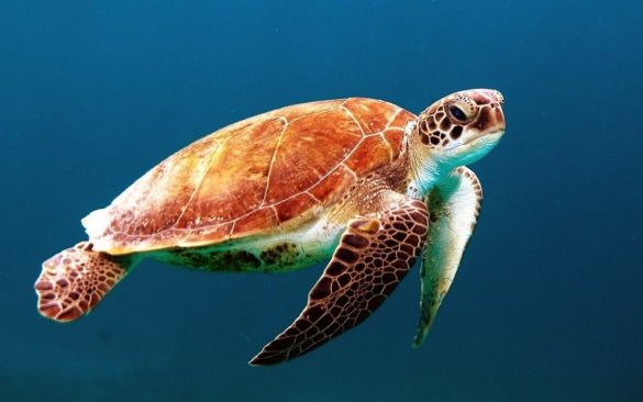 Bijna alleen vrouwtjesschildpadden door klimaatverandering