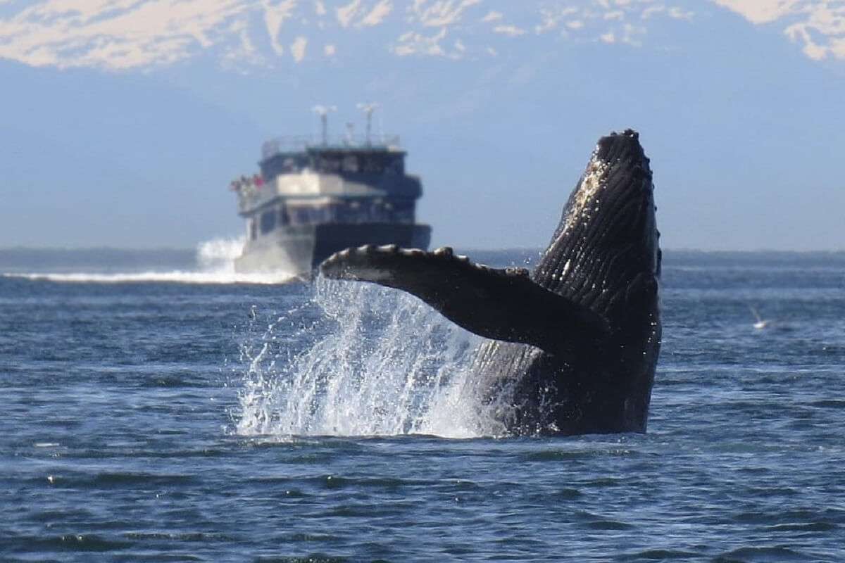 Steeds meer aanvaringen tussen walvissen en schepen