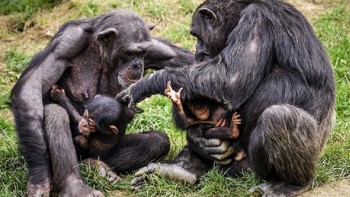 moederchimpansees