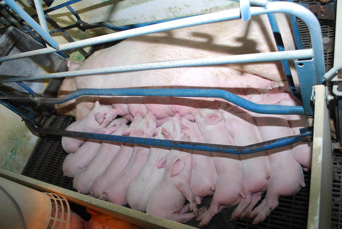 Lesmateriaal varkenssector staat bol van leugens