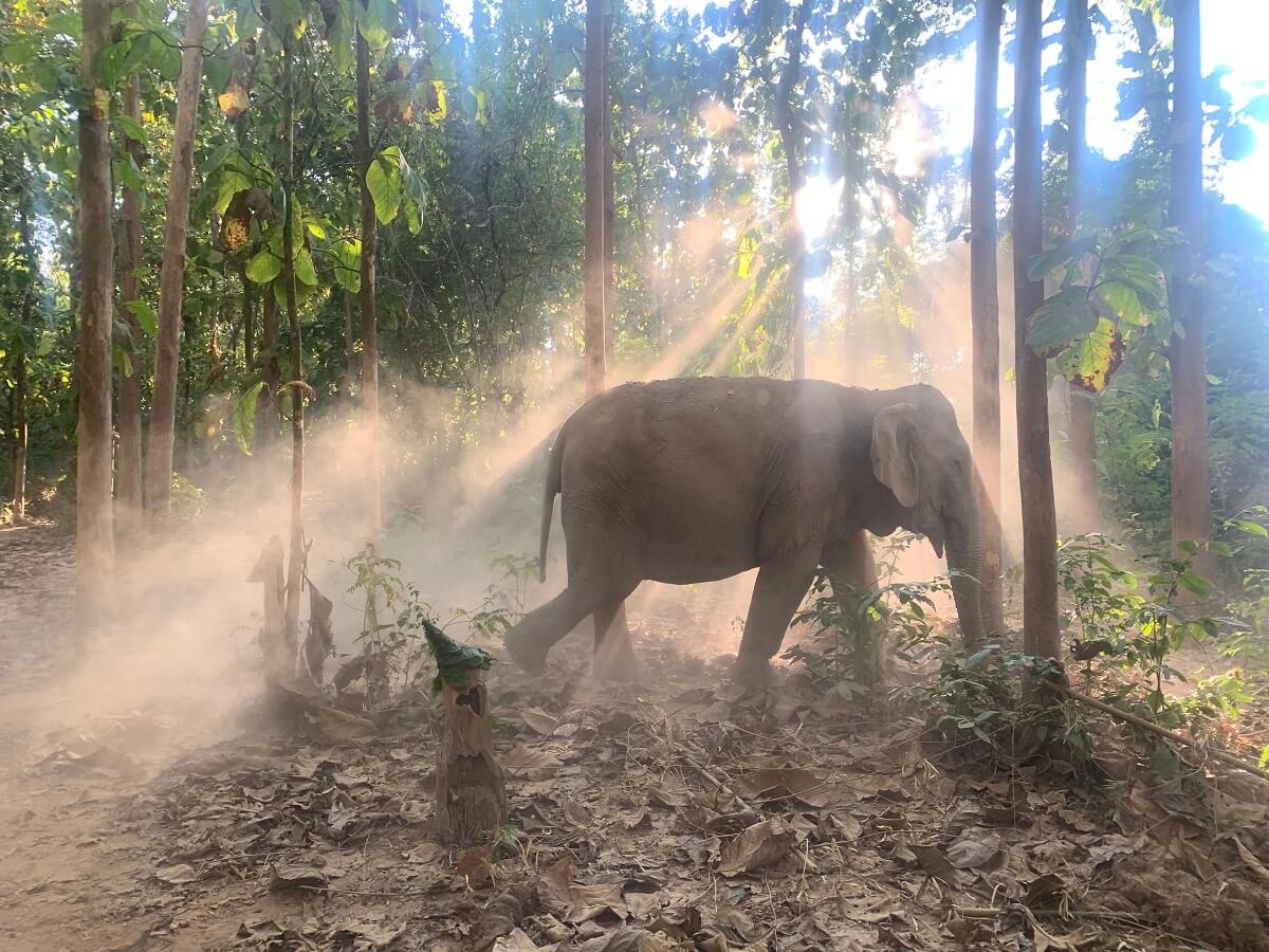 Thaise olifant