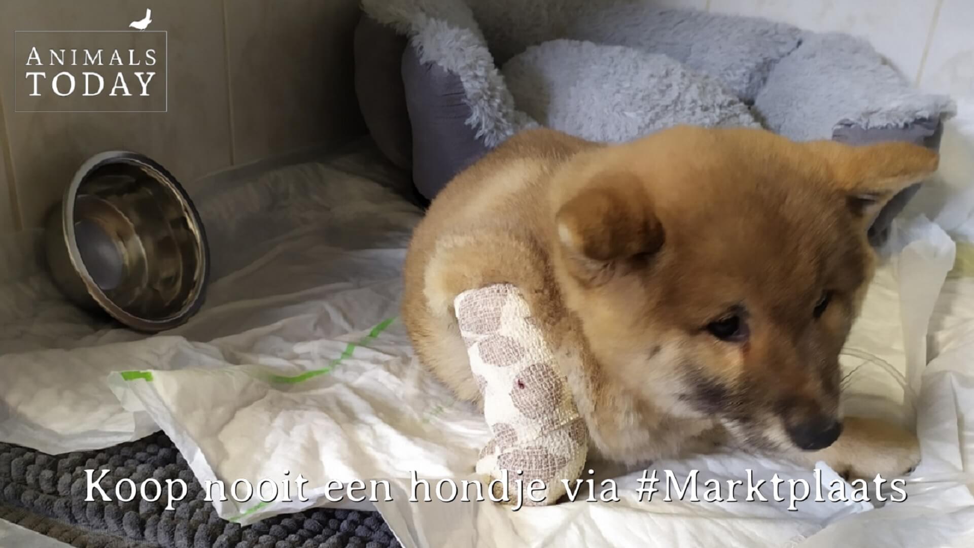 bewijs spek Distributie Karen's vlog: Koop geen hondjes op Marktplaats! (video) - Animals Today