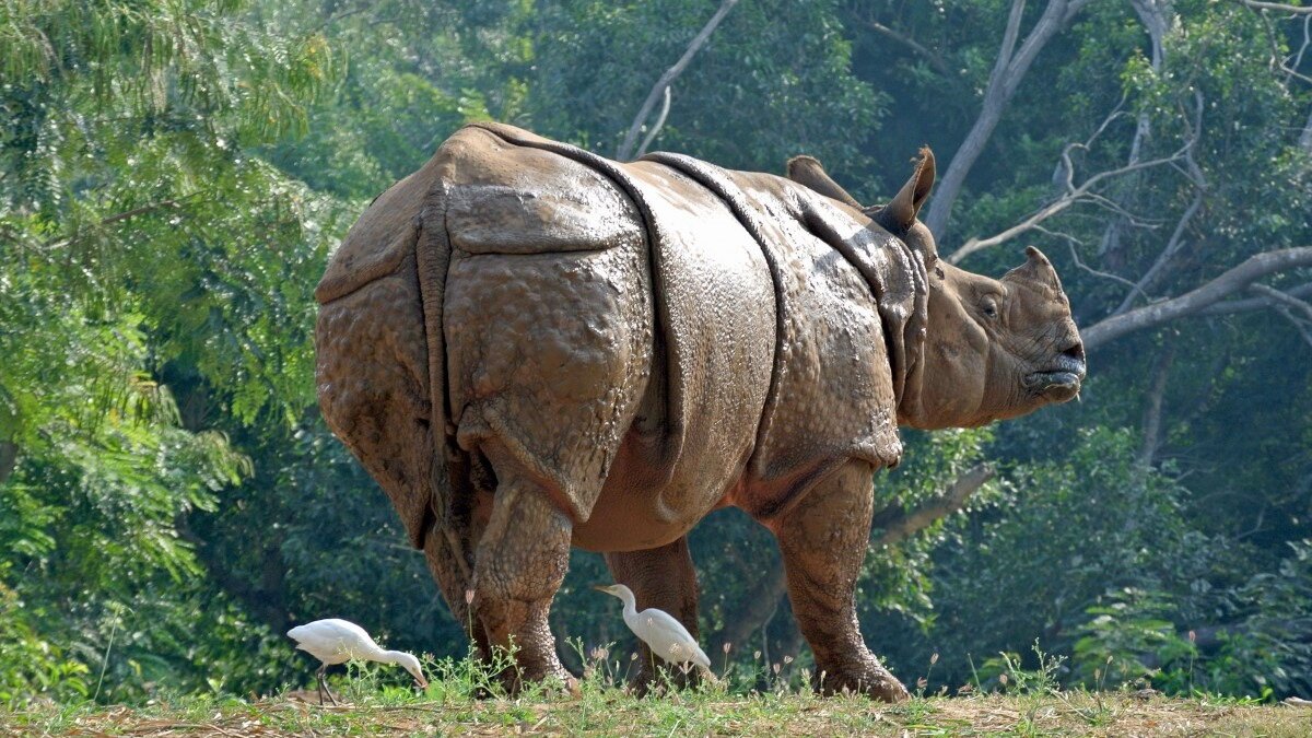 Indische neushoorn gestroopt