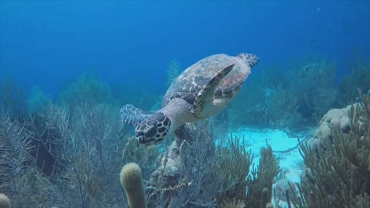 zeeschildpadden Bonaire