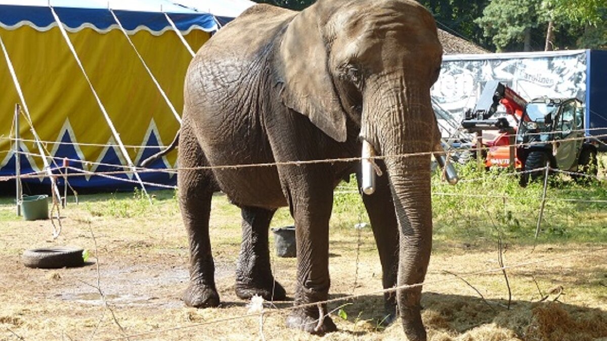 Olifant Buba bij circus Freiwald