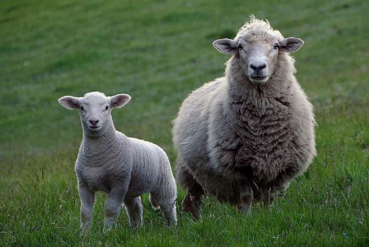 schapen resolute moeders