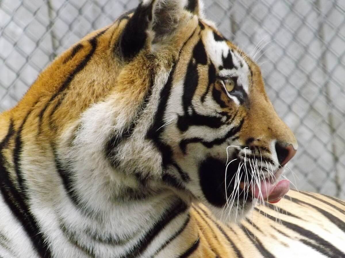 De EU moet de handel in tijgers en lichaamsdelen van tijgers verbieden