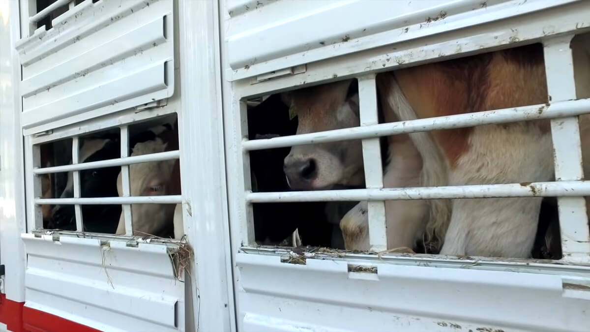 Nederlandse im- en export van levende dieren miljardenhandel