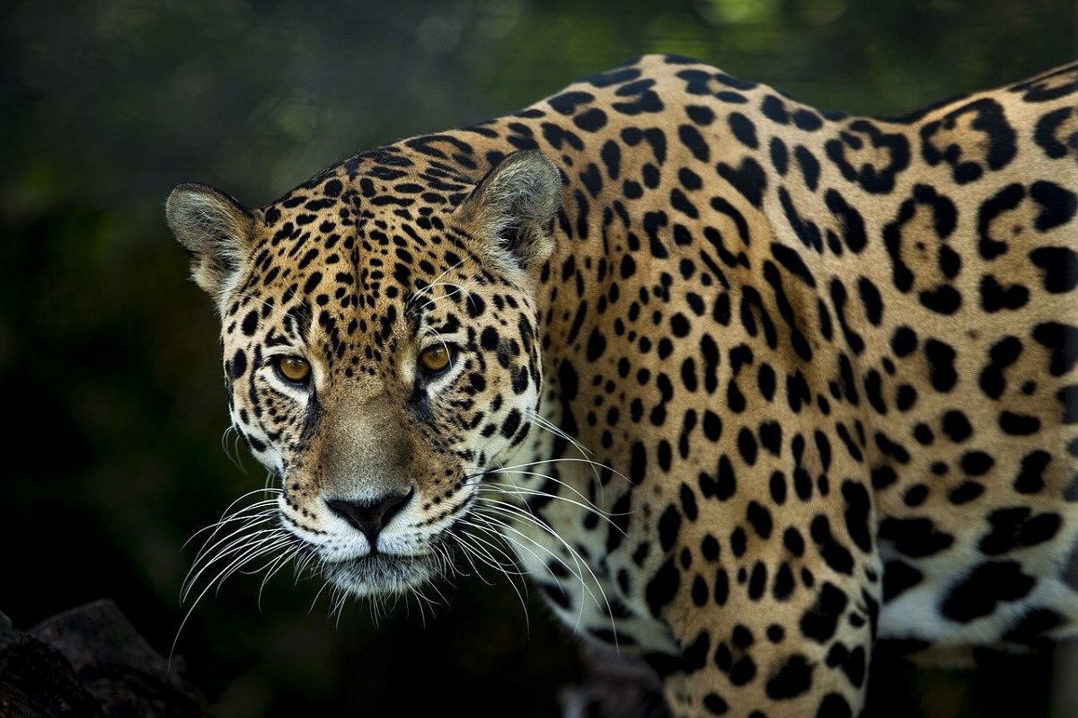 Handel in jaguars in van internationale criminele groepen - Animals Today