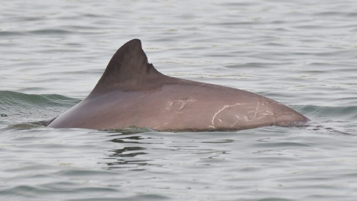 bruinvis Willemien is overleden