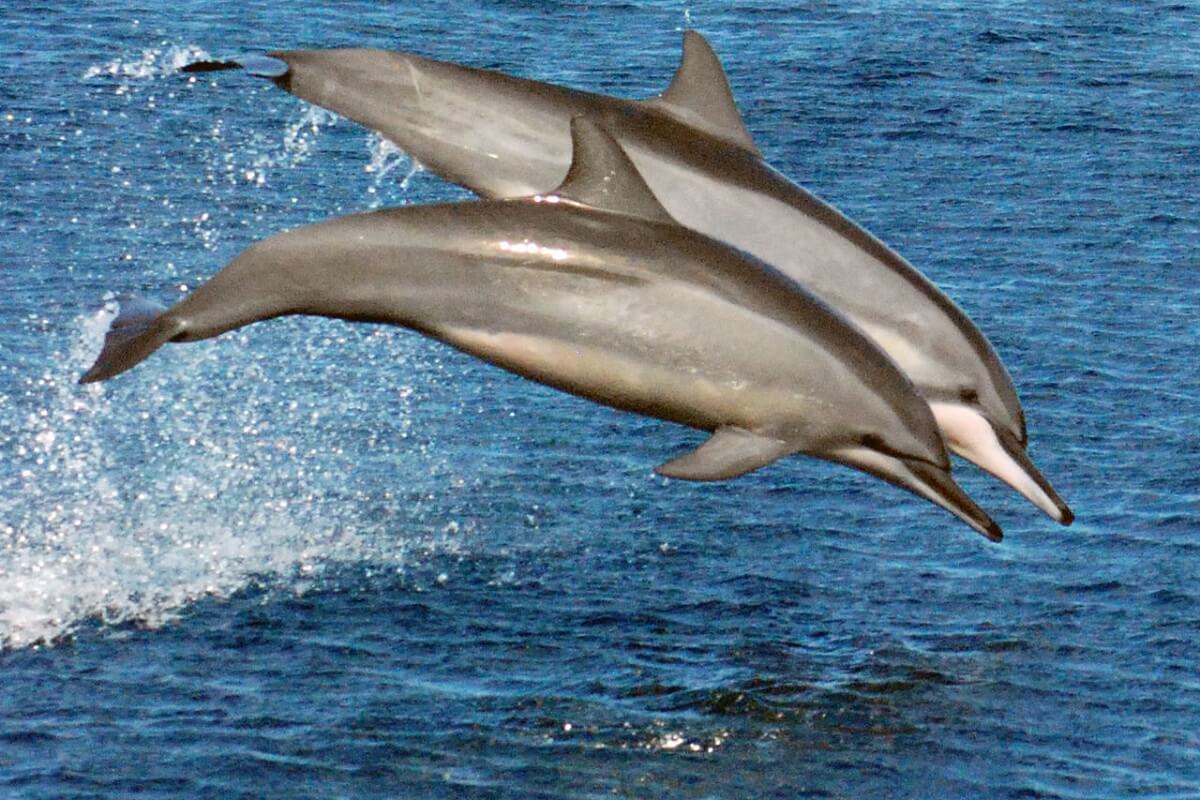 Zorgt de klimaatverandering voor huidziekte bij dolfijnen?