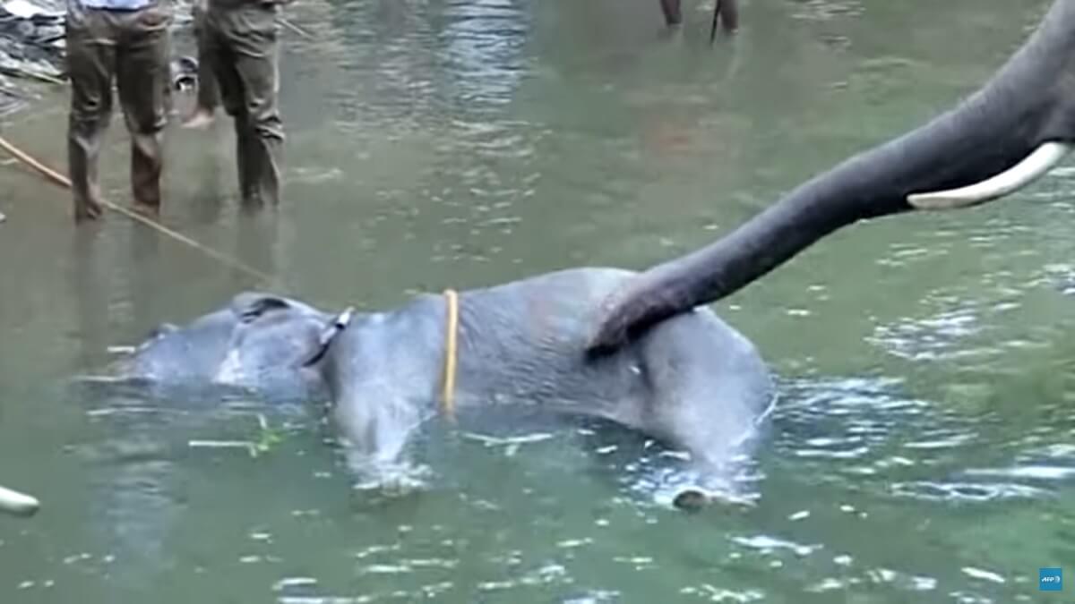 olifant sterft door vrucht met explosieven