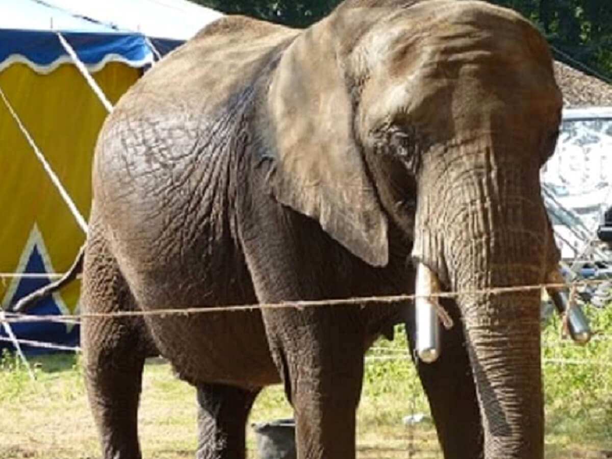 Zaak olifant Buba en zebra Smiley voor de rechter