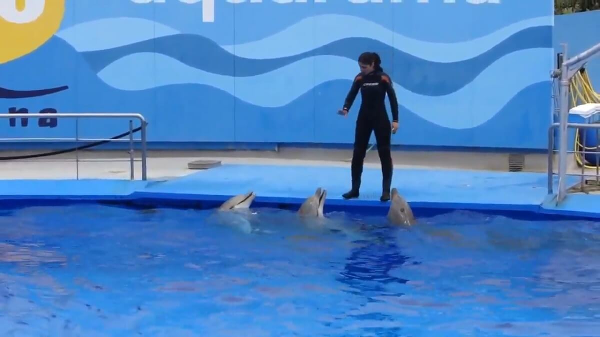 dolfijnen Barcelona Zoo