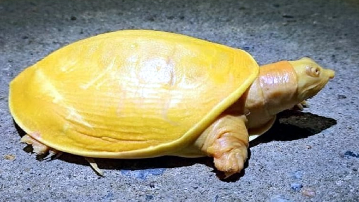 gele schildpad