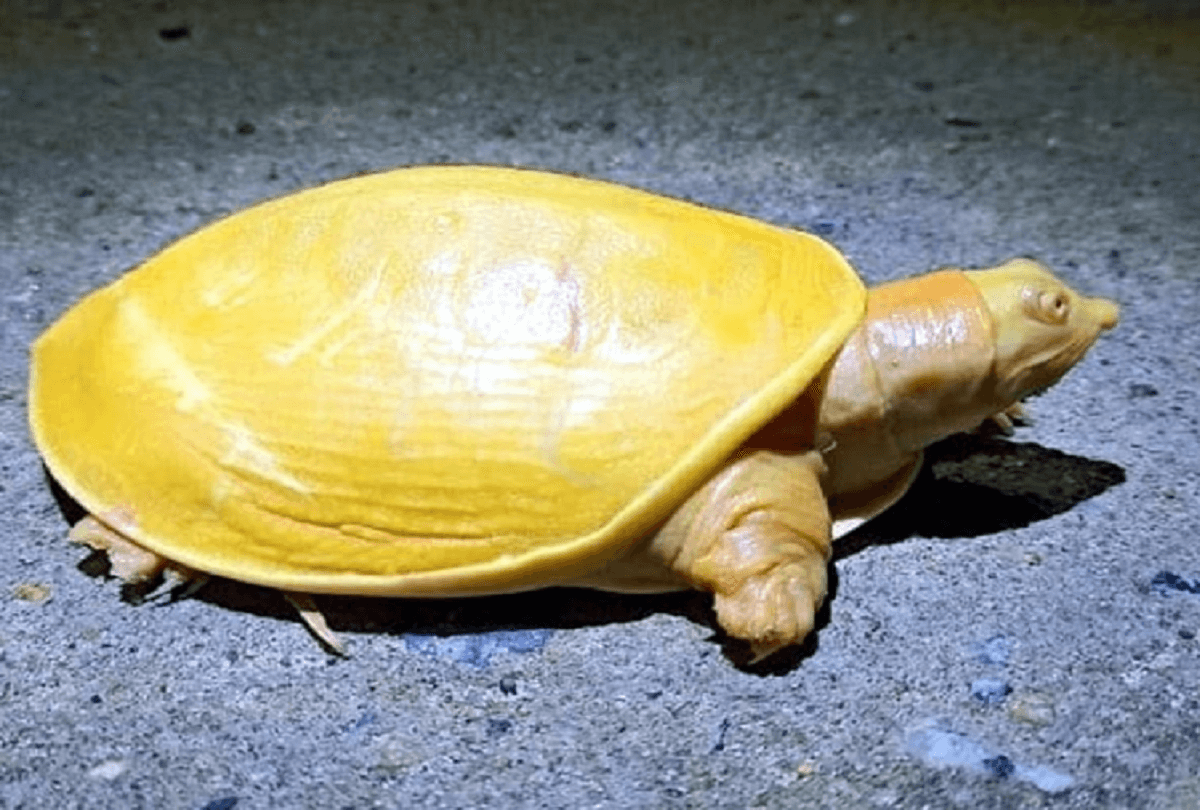 gele schildpad