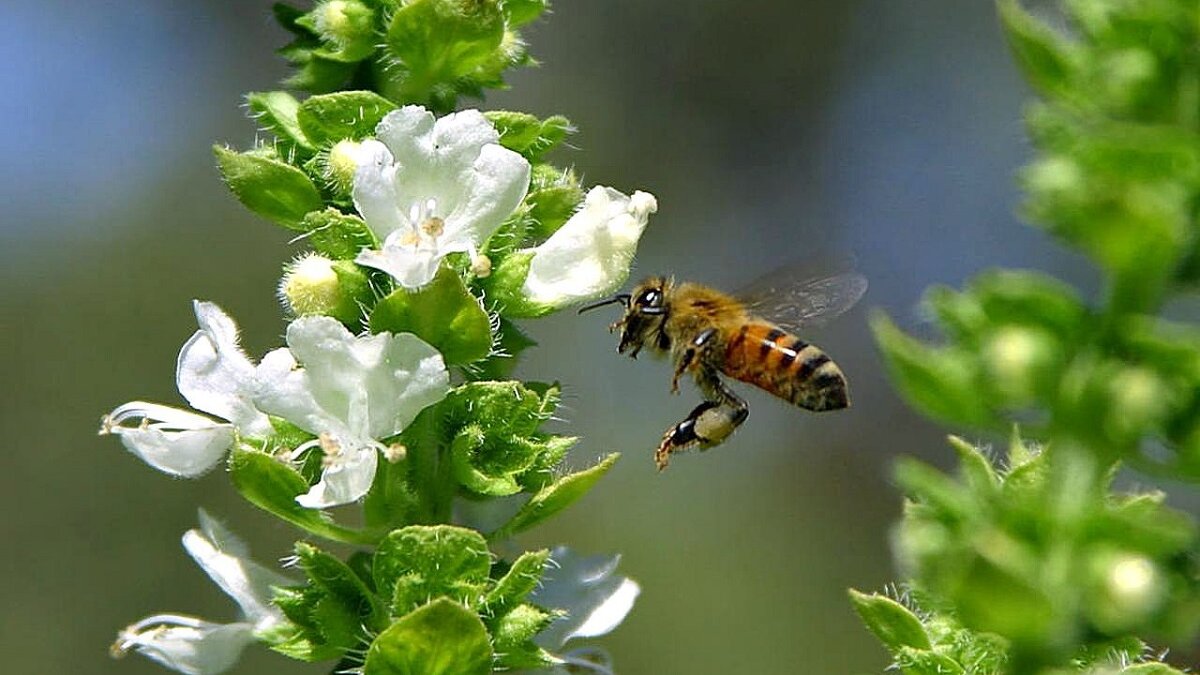 Brussel faalt in bescherming van bijen