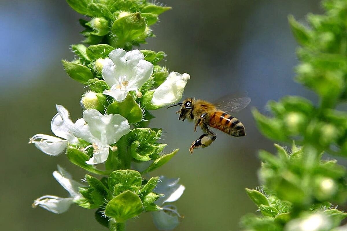 half miljoen bijen gered