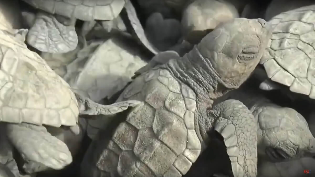 vrijlating babyschildpadjes Bali