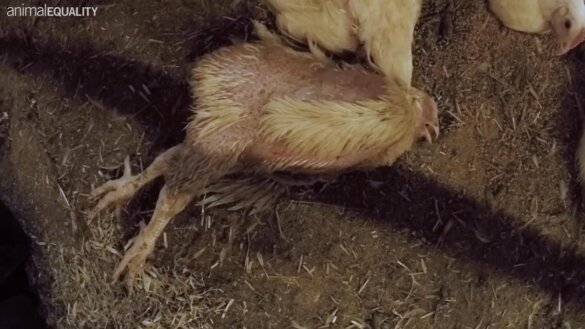 gruwelpraktijken kippenboerderij VK
