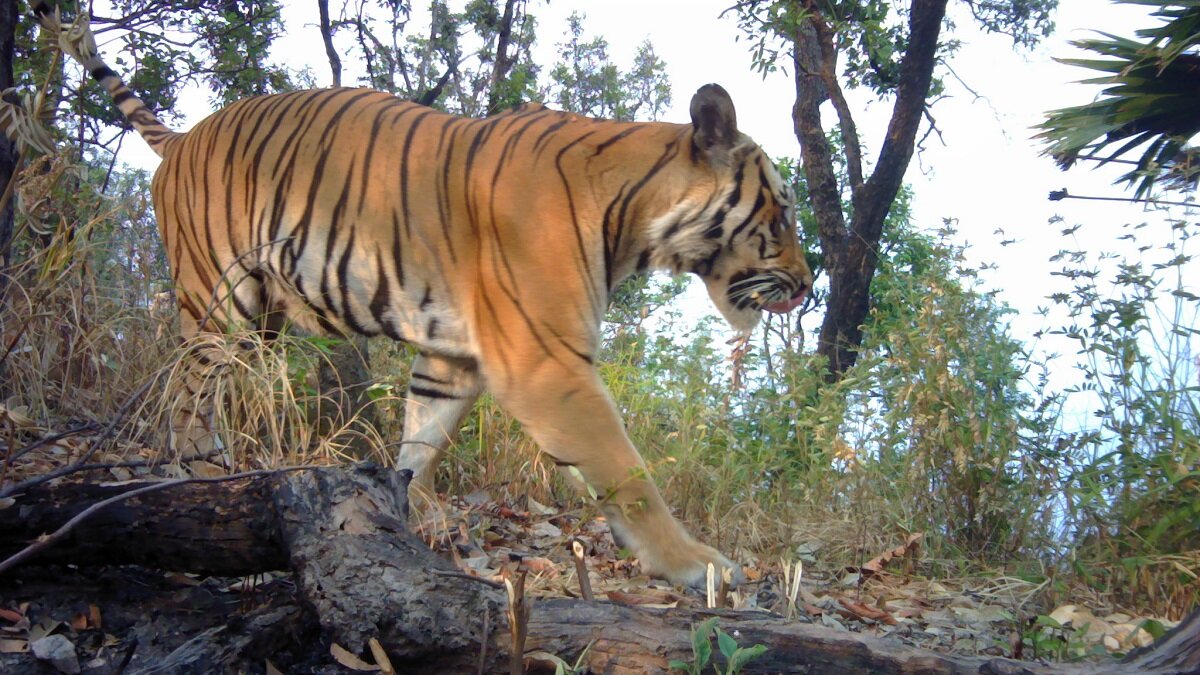 Indo-Chinese tijger