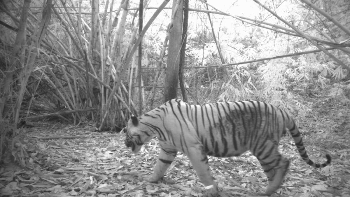 Indo-Chinese tijger