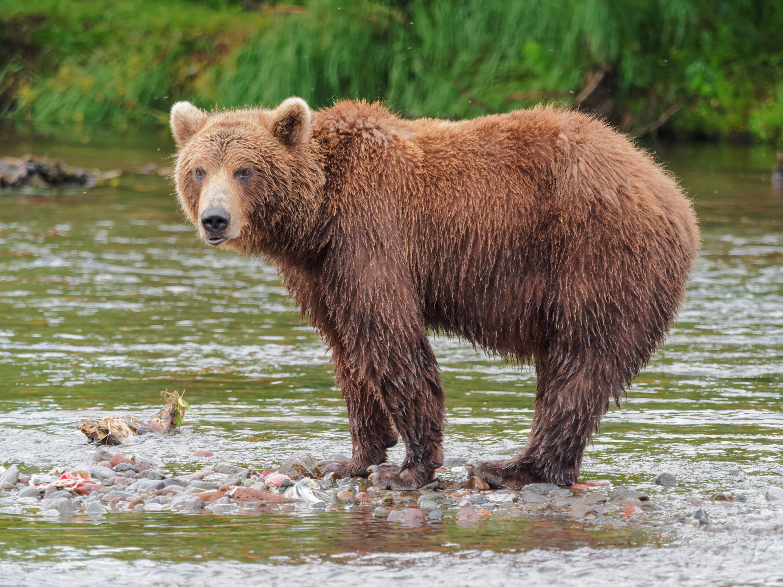 moord recept werkzaamheid Italiaanse minister van Milieu: “Laat beer Papillon vrij” - Animals Today