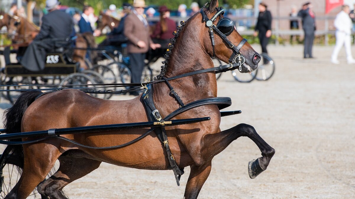 aangespannen paardensport