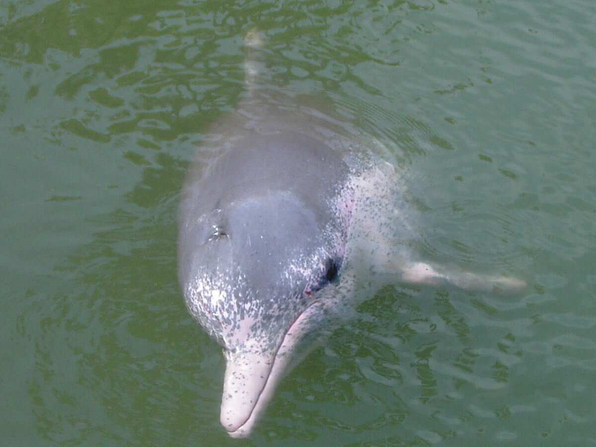 Chinese witte dolfijn in gevangenschap