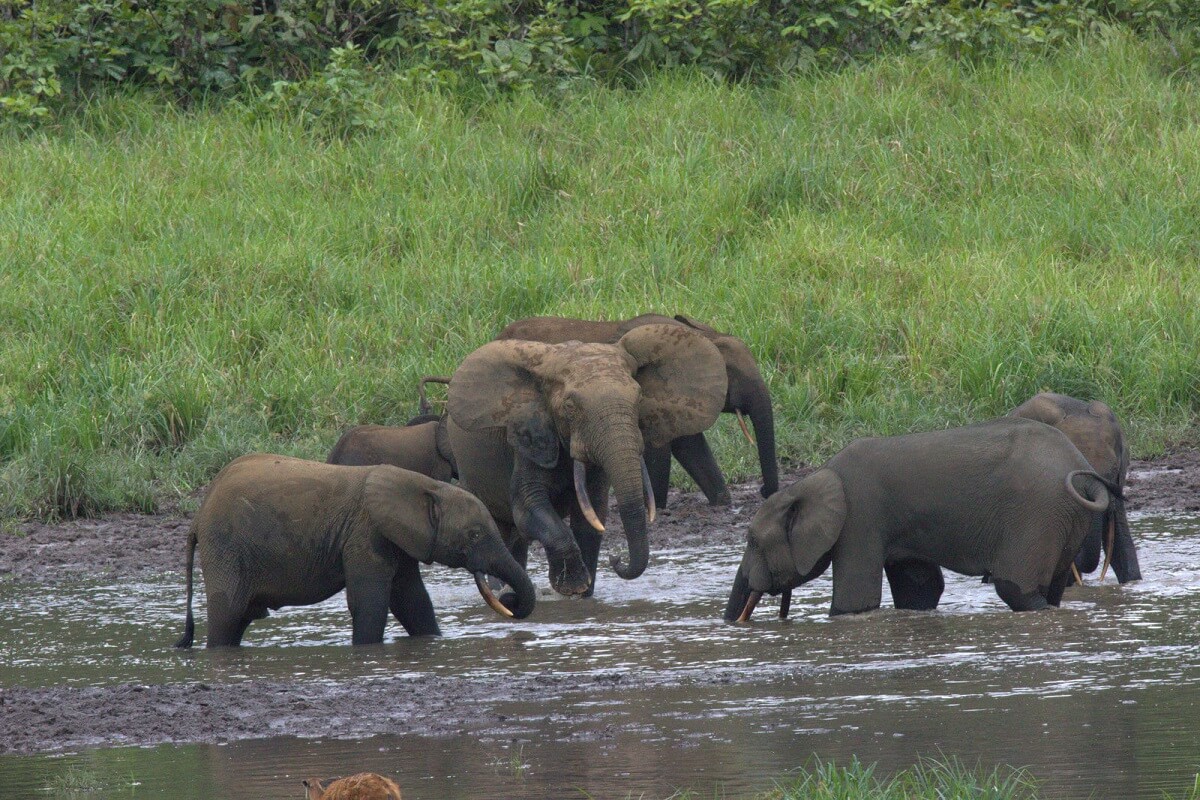 honger olifanten Gabon