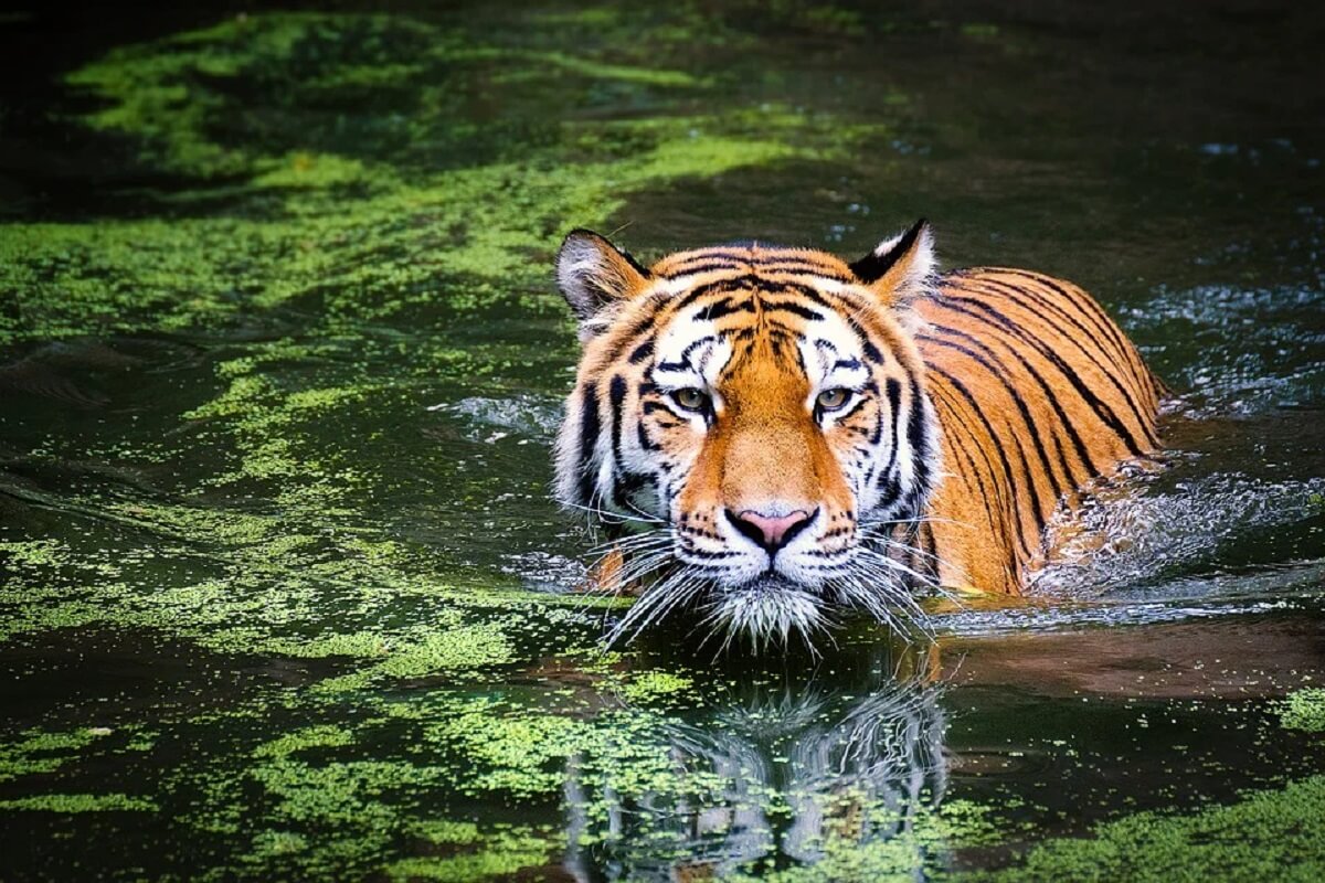 Tijgergebieden in India en Nepal verdubbelen tijgerpopulatie