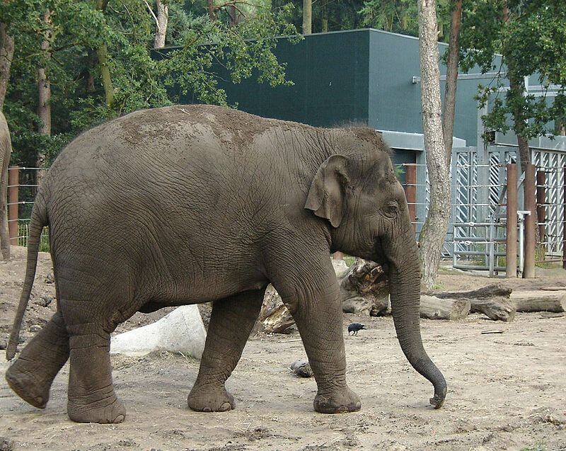 eenzame olifant