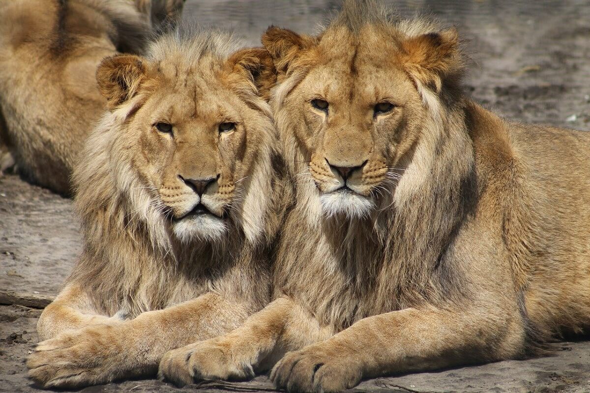 leeuwen