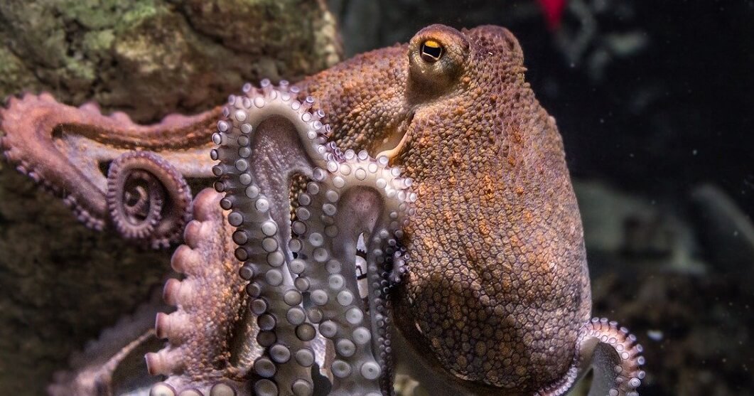 Kijktip op Netflix: My Octopus Teacher - Animals Today