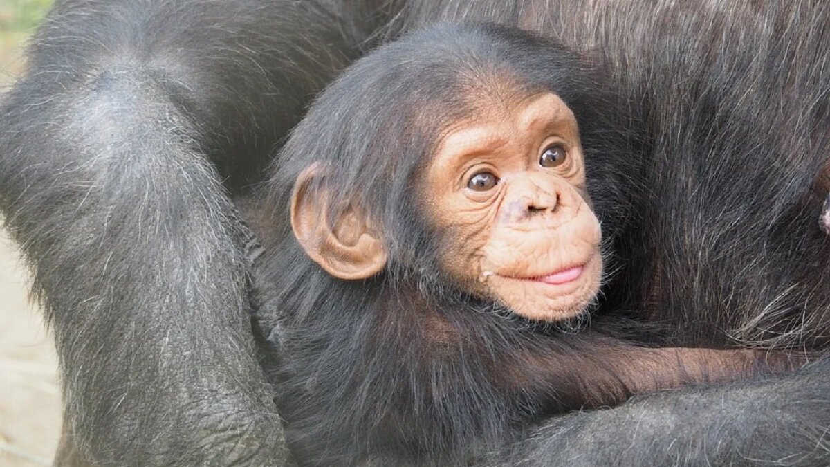 babychimpansee gered van smokkelaars