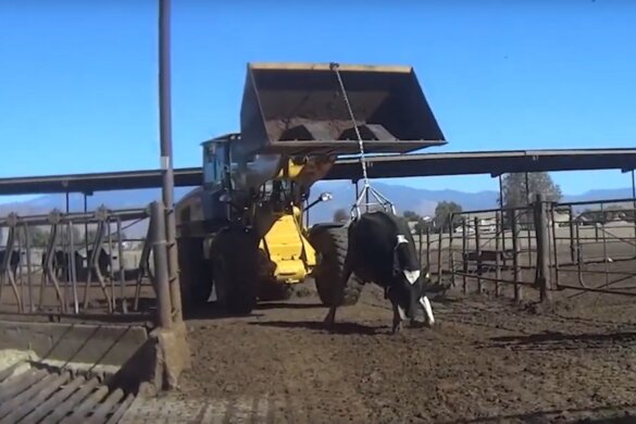 Dierenmishandeling en fraude op veemarkt VS