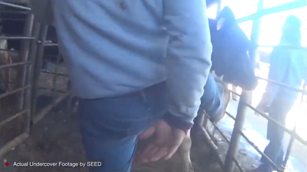 Dierenmishandeling en fraude op veemarkt VS