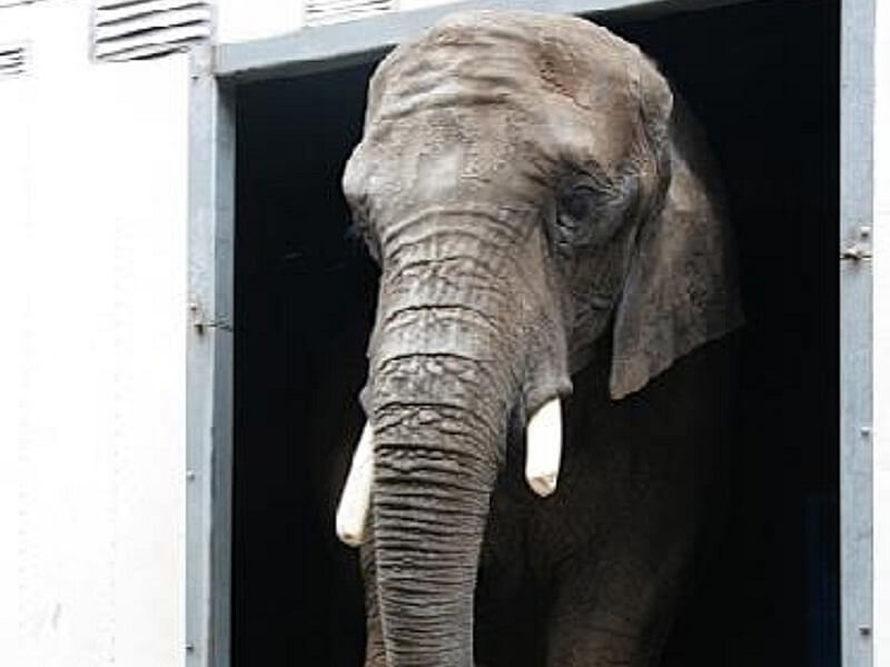 Meerderheid Tweede Kamer gunt olifant Buba geen rust