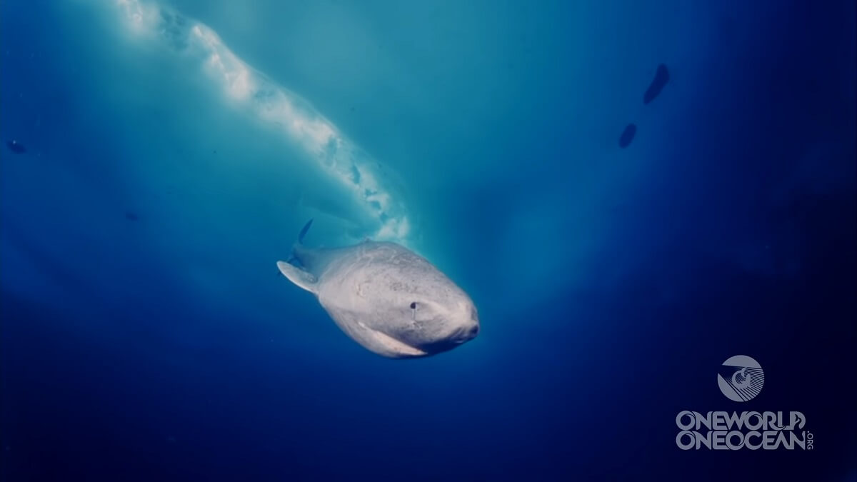 Groenlandse haai